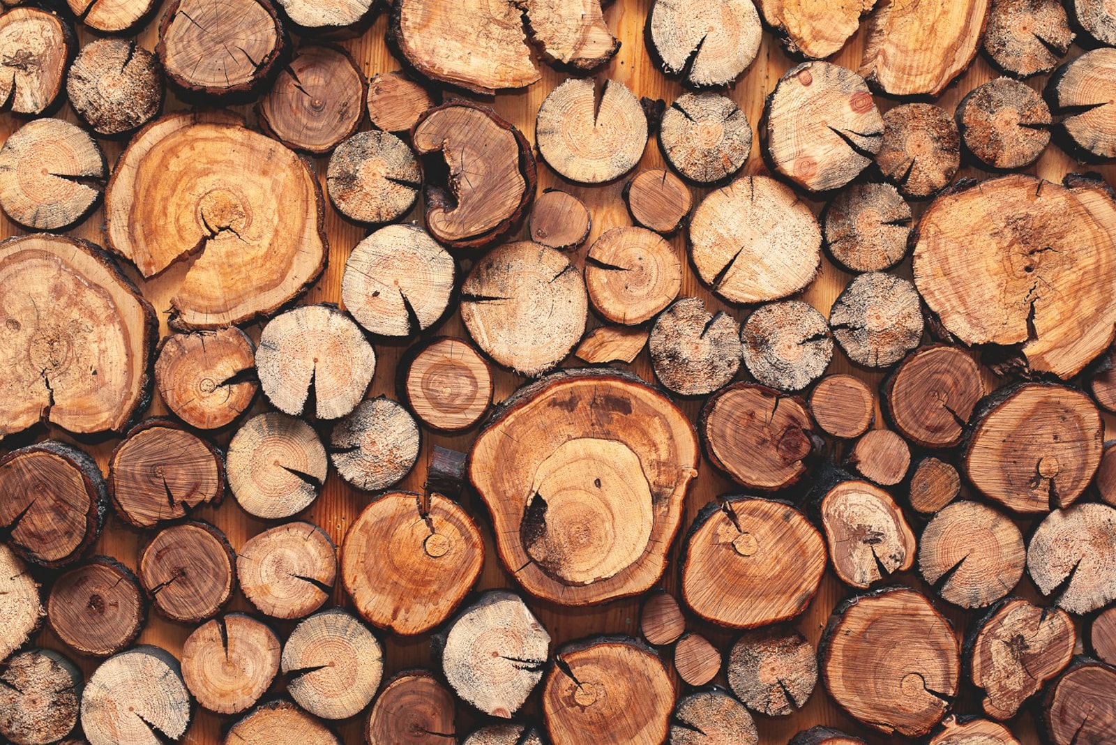 Different sized tree stumps pictured from above